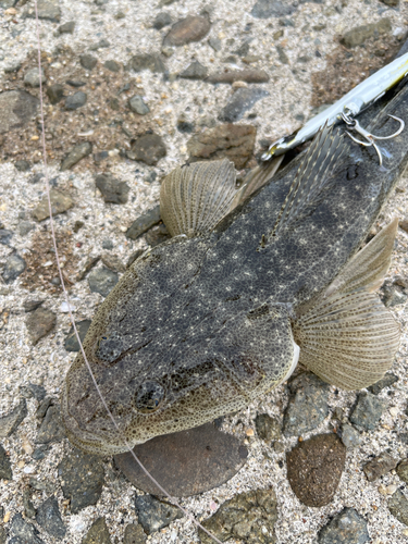 マゴチの釣果