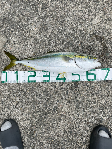 ハマチの釣果