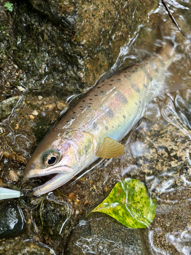 ヤマメの釣果