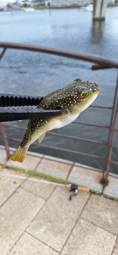 クサフグの釣果