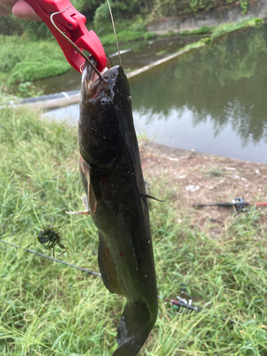 ナマズの釣果