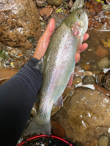 ニジマスの釣果