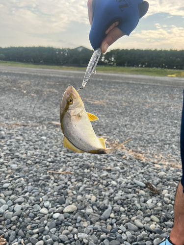 ショゴの釣果