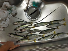 サバの釣果