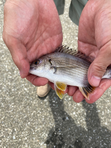 キビレの釣果