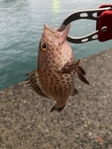 オオモンハタの釣果