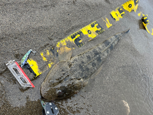 マゴチの釣果