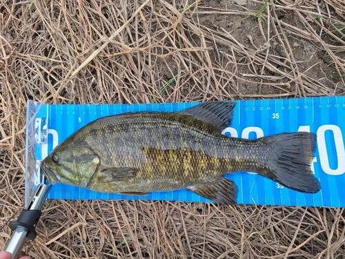 スモールマウスバスの釣果