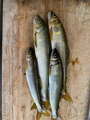 アユの釣果