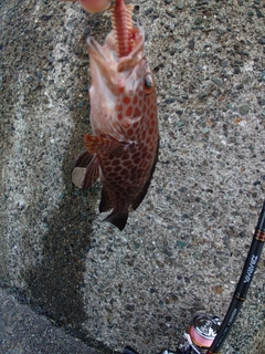 オオモンハタの釣果