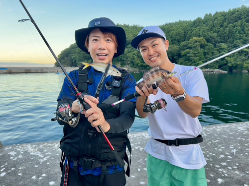 シロメバルの釣果