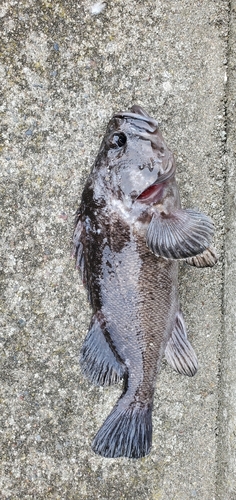 クロソイの釣果