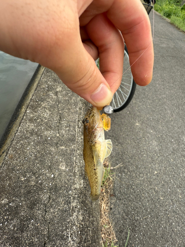 ハゼの釣果