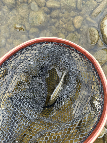 ウグイの釣果