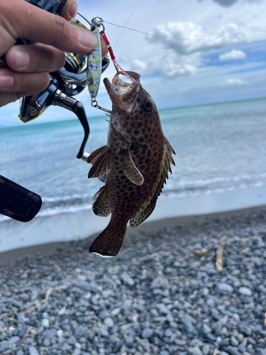 オオモンハタの釣果