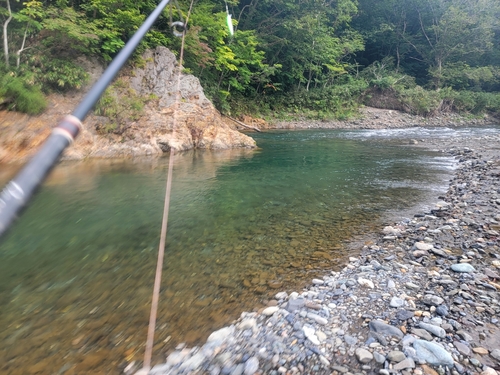 イワナの釣果