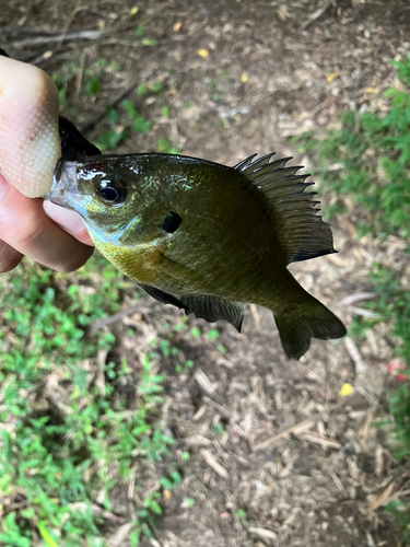 ブルーギルの釣果