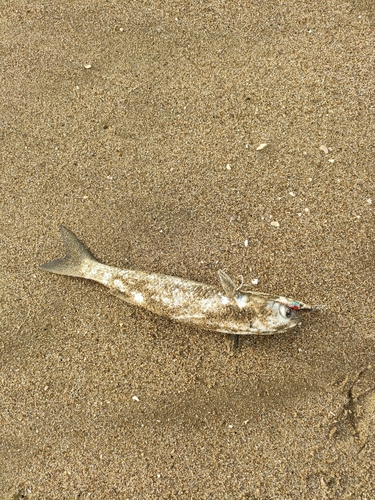 鹿島灘