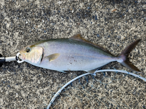 カンパチの釣果