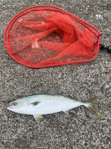 イナダの釣果