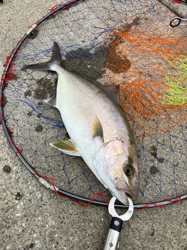 カンパチの釣果