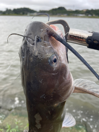 アメリカナマズの釣果