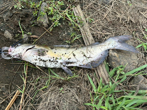 アメリカナマズの釣果