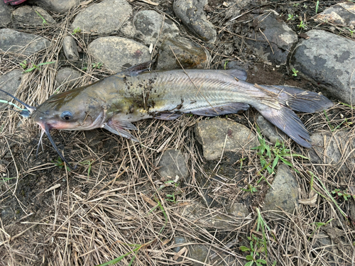 アメリカナマズの釣果