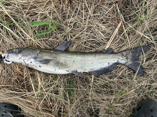 アメリカナマズの釣果