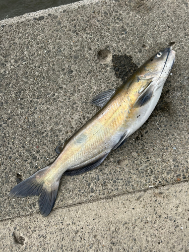 アメリカナマズの釣果