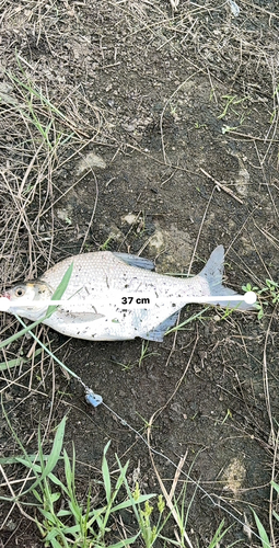 ダントウボウの釣果