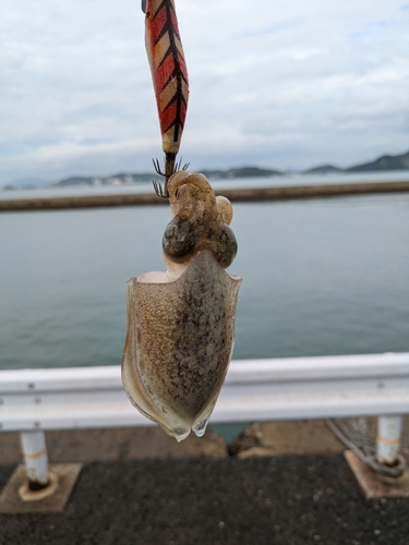 日明海峡釣り公園