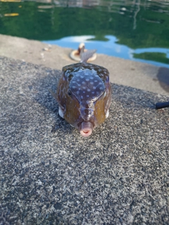 ヒブダイの釣果