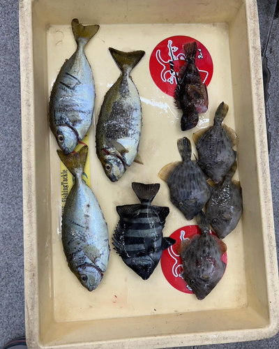 アイゴの釣果