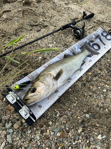 シャコの釣果