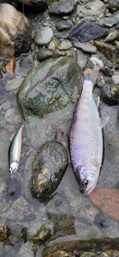 アマゴの釣果