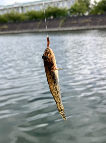 ハゼの釣果