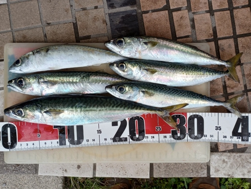 サバの釣果