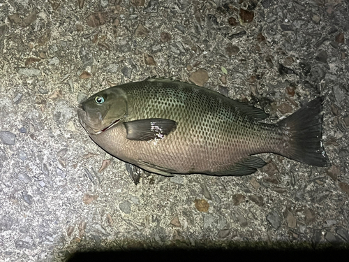 メジナの釣果