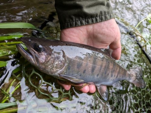 ヤマメの釣果