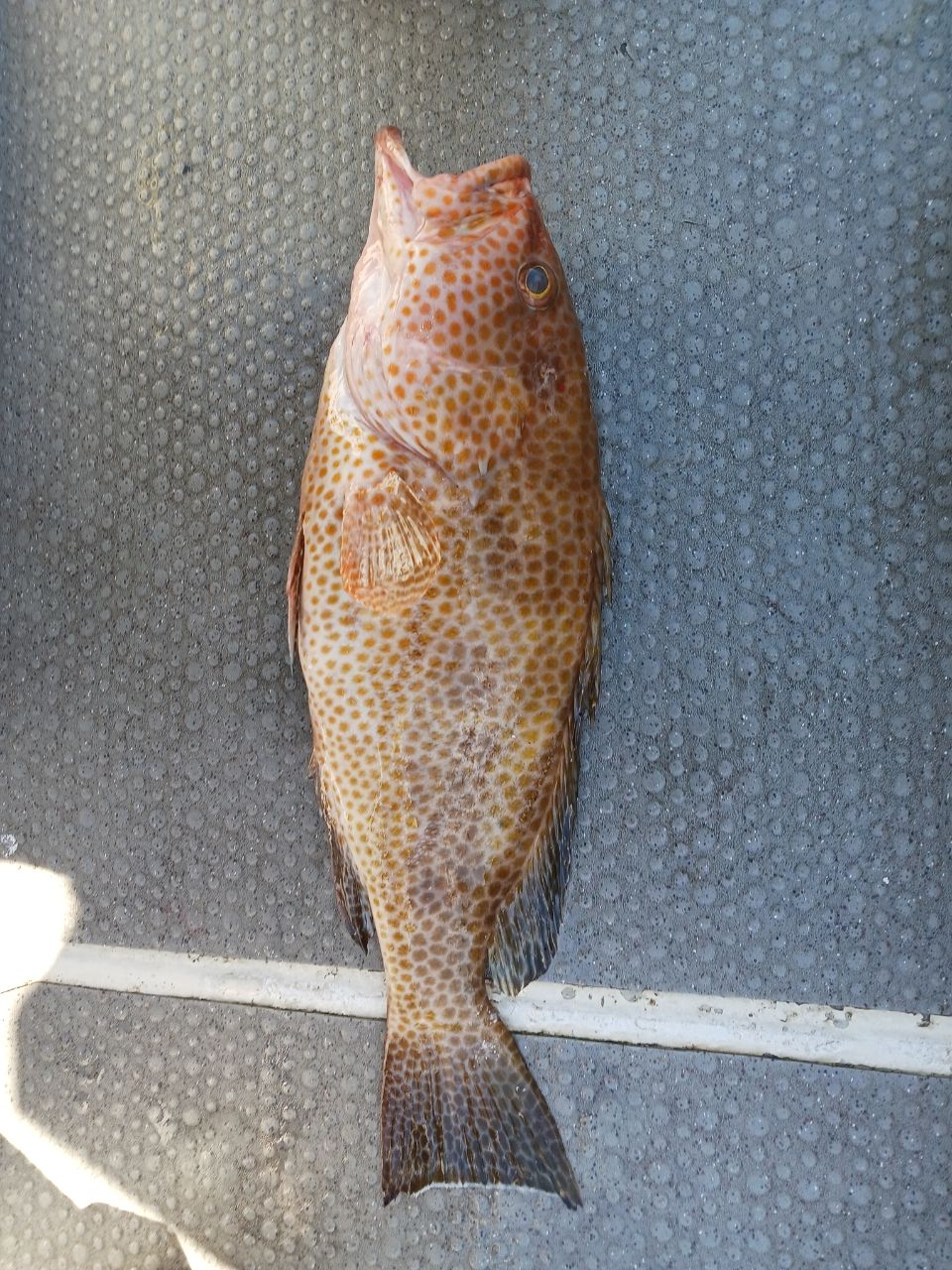 ひろきの父ちゃんの釣に行く。さんの釣果 2枚目の画像