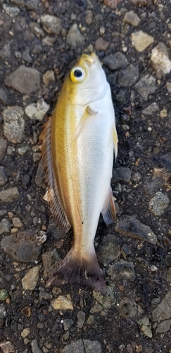 イサキの釣果