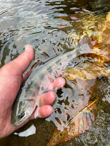 ヤマメの釣果