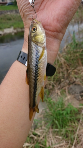 カワムツの釣果