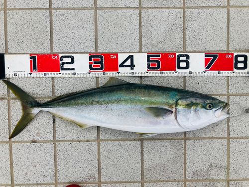 メジロの釣果