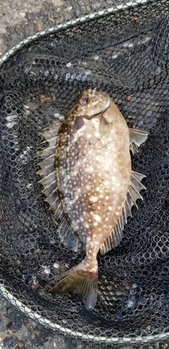 アイゴの釣果