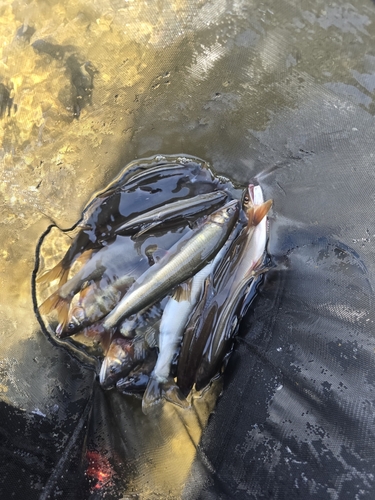 アユの釣果