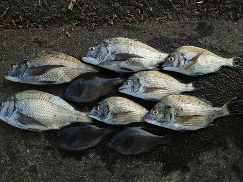 クロダイの釣果