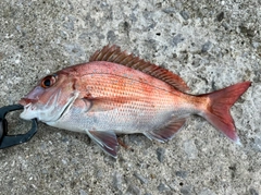 マダイの釣果