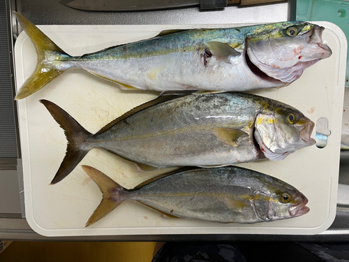 ショゴの釣果